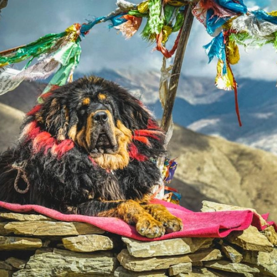 rasa-koja-je-osvojila-svet-svojom-dobrotom-tibetanski-mastif